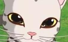 小森生活 猫咪怎么领养？