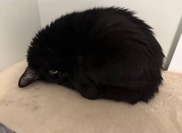 可怜猫猫没有了四肢？24张让人一眼看错的神奇照片