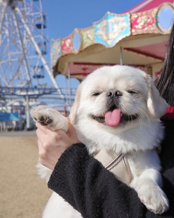 网红京巴犬舌头长到不科学！饲主纳闷：嘴里藏卷尺？