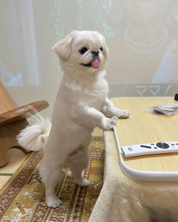 网红京巴犬舌头长到不科学！饲主纳闷：嘴里藏卷尺？