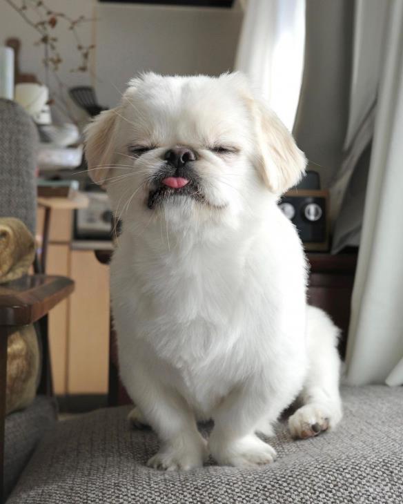 网红京巴犬舌头长到不科学！饲主纳闷：嘴里藏卷尺？