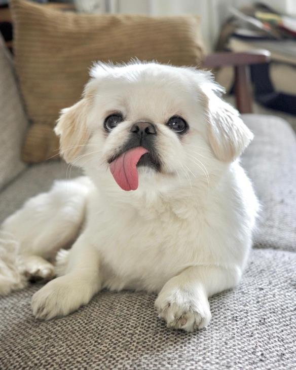 网红京巴犬舌头长到不科学！饲主纳闷：嘴里藏卷尺？