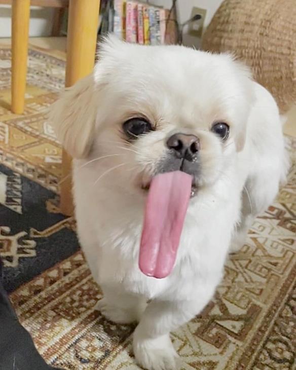 网红京巴犬舌头长到不科学！饲主纳闷：嘴里藏卷尺？