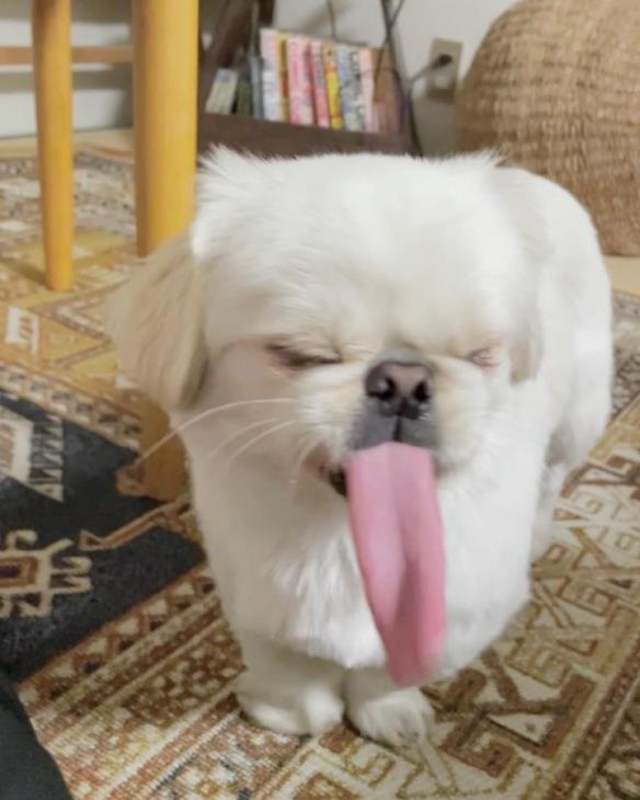 网红京巴犬舌头长到不科学！饲主纳闷：嘴里藏卷尺？
