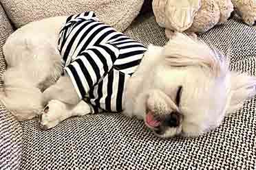 网红京巴犬舌头长到不科学！饲主纳闷：嘴里藏卷尺？