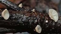 杭州发现一个全球新物种 奶呼呼的小蘑菇命名为“天钟山泡头菌”