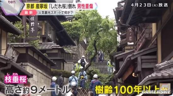 日本京都一百岁樱花树突然倒下 有游客被砸重伤