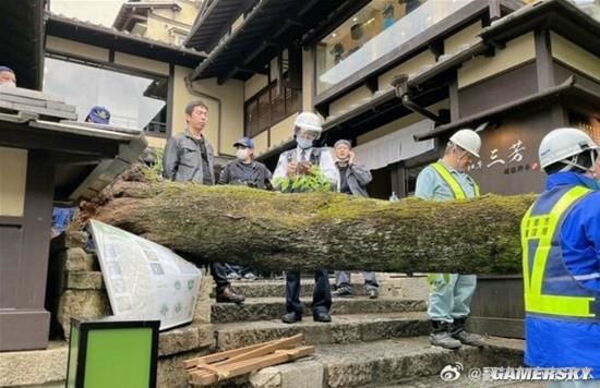 日本京都一百岁樱花树突然倒下 有游客被砸重伤