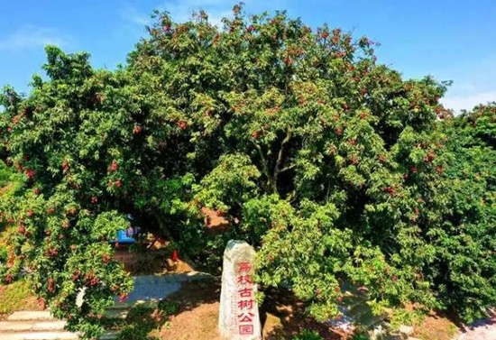940多岁古树一年产2000多斤荔枝 为北宋一状元种下