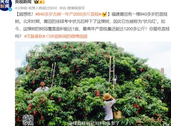 940多岁古树一年产2000多斤荔枝 为北宋一状元种下