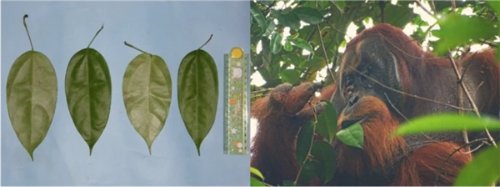 红毛猩猩自制草药敷伤口 一个月后自愈！网友：动物也懂中医？
