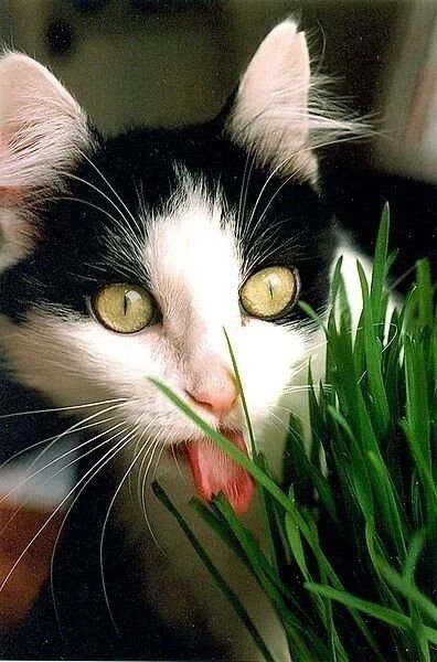 红毛猩猩自制草药敷伤口 一个月后自愈！网友：动物也懂中医？