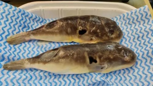 上海男子食用“小巴鱼”后中毒 人工养殖河豚也有毒