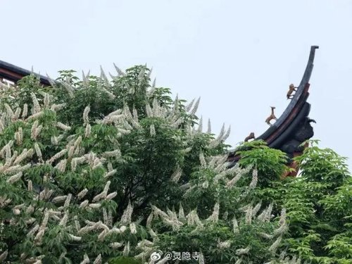 灵隐寺的七叶古树开花了：树龄600岁 花簇似宝塔