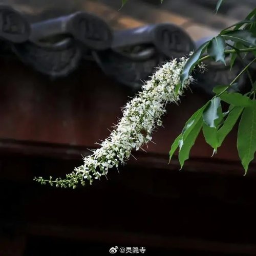 灵隐寺的七叶古树开花了：树龄600岁 花簇似宝塔