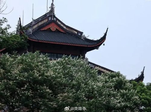 灵隐寺的七叶古树开花了：树龄600岁 花簇似宝塔