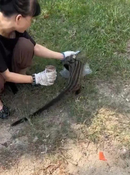 三亚出现椰子狸尾巴比身长 官方:疑误食毒药 已死亡