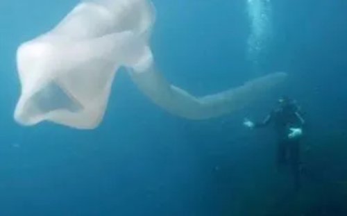 摄影师深海拍到神秘生物：远看像8米长口袋 近看密密麻麻一堆虫