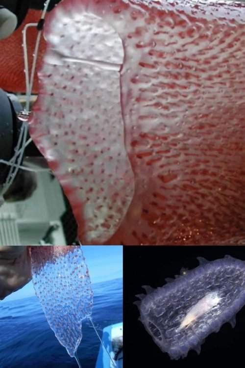摄影师深海拍到神秘生物：远看像8米长口袋 近看密密麻麻一堆虫