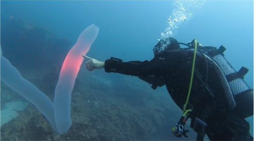 摄影师深海拍到神秘生物：远看像8米长口袋 近看密密麻麻一堆虫