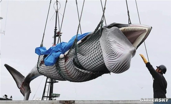 日本拟将长须鲸纳入商业捕鲸:多国反对 国内也不支持