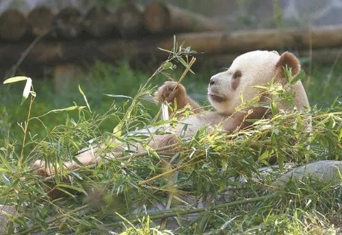 终于能拍彩色照片了 秦岭已发现11次棕色大熊猫