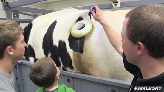 美国要给奶牛吃小袋鼠的便便:称是阻止全球变暖