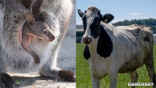 美国要给奶牛吃小袋鼠的便便:称是阻止全球变暖