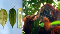 红毛猩猩自制草药敷伤口 一个月后自愈！网友：动物也懂中医？