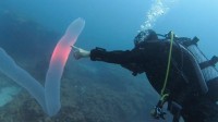摄影师深海拍到神秘生物：远看像8米长口袋 近看密密麻麻一堆虫